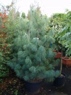 Treurden (Pinus Wallichiana)