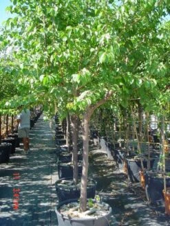 Amandelboom (Prunus Dulcis) 11 Amandelboom (Prunus Dulcis) -Groene Boom Winkel 20101221155404 3