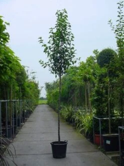 Chinese Sierpeer (Pyrus Calleryana 'Chanticleer') -Groene Boom Winkel 20101224151019 19