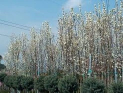 Chinese Sierpeer (Pyrus Calleryana 'Chanticleer') -Groene Boom Winkel 20101224151150 19