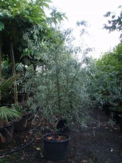 Sierpeer Als Struik (Pyrus Salicifolia 'Pendula') -Groene Boom Winkel 20101224153119 6