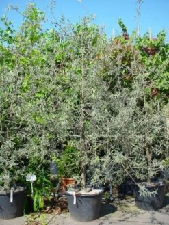 Sierpeer Als Struik (Pyrus Salicifolia 'Pendula') -Groene Boom Winkel 20101224153132 6