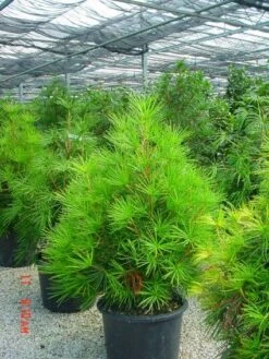 Japanse Parasolden (Sciadopitys Verticilata) -Groene Boom Winkel 20101228133645 7