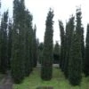 Zuiltaxus (Taxus Baccata 'Fastigiata Robusta') -Groene Boom Winkel 20101230125518 17