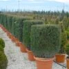 Taxus Als Kubus (Taxus Baccata) -Groene Boom Winkel 20101230131047 2