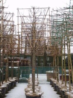 Sierappel Als Leiboom (Malus 'Red Sentinel') -Groene Boom Winkel 20110105105309 5