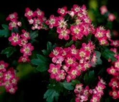 Rode Meidoorn Als Leiboom (Crataegus 'Paul's Scarlet') 5 Rode Meidoorn Als Leiboom (Crataegus 'Paul's Scarlet') -Groene Boom Winkel 20110201103926 5