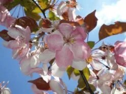 Sierappel Als Leiboom (Malus 'Rudolf') -Groene Boom Winkel 20110201105708 3