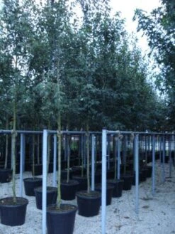 Krentenboom (Amelanchier Arborea 'Robin Hill') 9 Krentenboom (Amelanchier Arborea 'Robin Hill') -Groene Boom Winkel 20110215154853 10