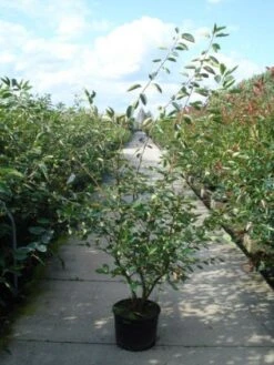 Krentenboom Als Struik (Amelanchier Lamarckii) -Groene Boom Winkel 20110215155125 13