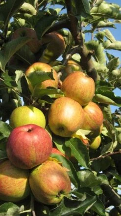 Appelboom (Malus Domestica ) 11 Appelboom (Malus Domestica ) -Groene Boom Winkel 20110905151704 5