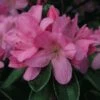 Japanse Azalea (Rhododendron 'Madame Van Hecke') -Groene Boom Winkel 20120110131834 1 1