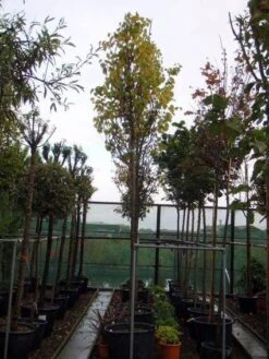 Judasboom (Cercis Siliquastrum) 12 Judasboom (Cercis Siliquastrum) -Groene Boom Winkel 20120110164015 10