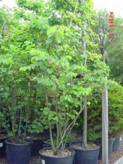 Judasboom Als Struik (Cercis Siliquastrum) -Groene Boom Winkel 20120110165223 8