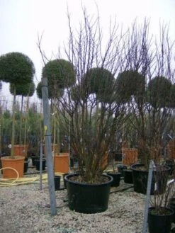 Judasboom Als Struik (Cercis Siliquastrum) -Groene Boom Winkel 20120110165233 8