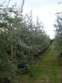 Sierpeer Als Struik (Pyrus Salicifolia 'Pendula') -Groene Boom Winkel 20120213155559 6