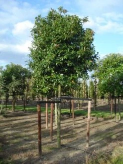 Glansmispel Als Boom (Photinia Fraseri 'Red Robin') 15 Glansmispel Als Boom (Photinia Fraseri 'Red Robin') -Groene Boom Winkel 20120214125941 9