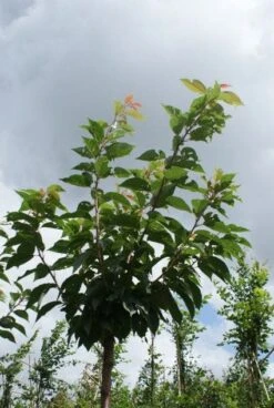Japanse Sierkers (Prunus Serrulata 'Kanzan') -Groene Boom Winkel 20120214142932 16