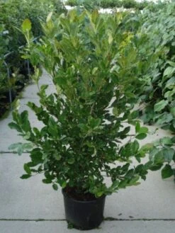 Stermagnolia (Magnolia Stellata) -Groene Boom Winkel 20120214143817 13