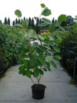 Beverboom (Magnolia Sieboldii) 8 Beverboom (Magnolia Sieboldii) -Groene Boom Winkel 20120214144004 8