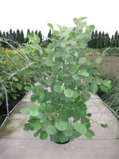 Beverboom (Magnolia Sieboldii) 7 Beverboom (Magnolia Sieboldii) -Groene Boom Winkel 20120214144026 8