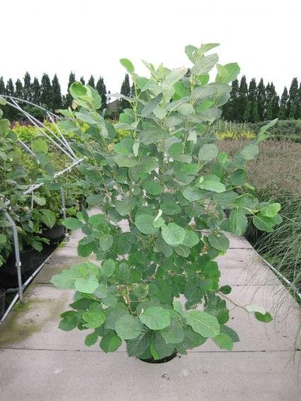 Beverboom (Magnolia Sieboldii) 3 Beverboom (Magnolia Sieboldii) - Afbeelding 3