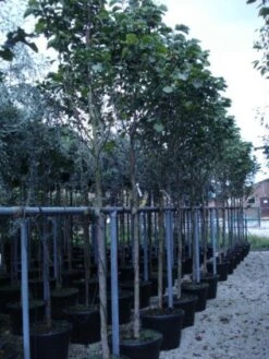 Beverboom (Magnolia 'Galaxy') -Groene Boom Winkel 20120214144656 7