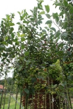 Sierappel (Malus 'Golden Hornet') -Groene Boom Winkel 20120214155108 12