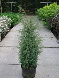 Jeneverbes (Juniperus Communis 'Hibernica') -Groene Boom Winkel 20120215132223 7