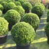 Buxusbol (Buxus Sempervirens, Bolvorm) -Groene Boom Winkel 20120215162916 20