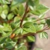 Dwergmispel (Cotoneaster Franchetii) -Groene Boom Winkel 20120216092723 3