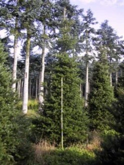 Koreaanse Zilverspar (Abies Koreana) -Groene Boom Winkel 20120216113423 6