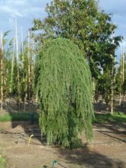 Treurceder (Cedrus Deodara 'Pendula') -Groene Boom Winkel 20120218104745 13