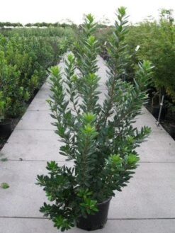 Aardbeiboom Als Struik (Arbutus Unedo) 12 Aardbeiboom Als Struik (Arbutus Unedo) -Groene Boom Winkel 20120218111141 7