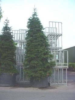 Nordmann-spar (Abies Nordmanniana) -Groene Boom Winkel 20120219160007 21