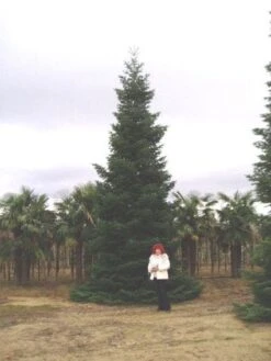 Nordmann-spar (Abies Nordmanniana) -Groene Boom Winkel 20120219160228 21