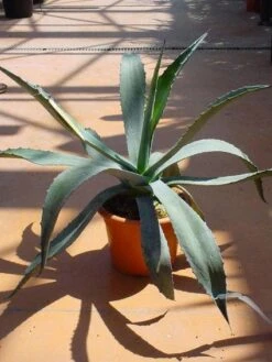 Agave (Agave Americana) -Groene Boom Winkel 20120220095510 3