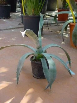 Agave (Agave Americana) -Groene Boom Winkel 20120220095542 3