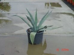 Agave (Agave Americana) -Groene Boom Winkel 20120220095820 3