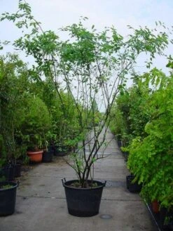 Krentenboom Als Struik (Amelanchier Lamarckii) -Groene Boom Winkel 20120220100746 13