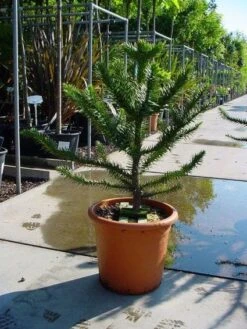 Apeboom (Araucaria Araucana) -Groene Boom Winkel 20120220101040 17
