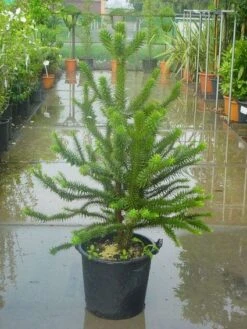 Apeboom (Araucaria Araucana) -Groene Boom Winkel 20120220101134 17