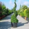 Buxus Als Spiraal (Buxus Sempervirens) -Groene Boom Winkel 20120220111011 2