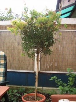 Lampepoetserplant Op Stam (Callistemon Laevis ) -Groene Boom Winkel 20120220111108 1