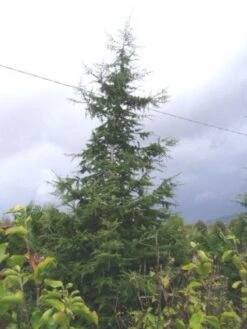 Libanonceder (Cedrus Libani) 9 Libanonceder (Cedrus Libani) -Groene Boom Winkel 20120220143307 17