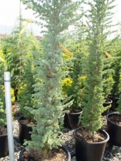 Zuilvormige Ceder (Cedrus Libani 'Fastigiata') -Groene Boom Winkel 20120220143513 10