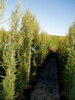 Zuilvormige Ceder (Cedrus Libani 'Fastigiata') -Groene Boom Winkel 20120220143559 11