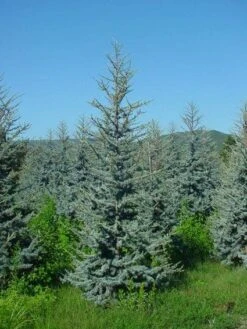 Atlasceder (Cedrus Libani 'Glauca') -Groene Boom Winkel 20120220143808 23