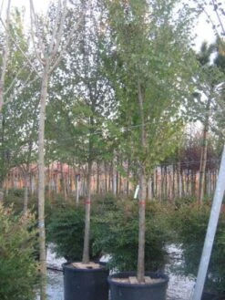 Judasboom (Cercis Siliquastrum) 15 Judasboom (Cercis Siliquastrum) -Groene Boom Winkel 20120220144824 10