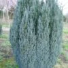 Cypres (Chamaecyparis Lawsoniana 'Ellwoodii') -Groene Boom Winkel 20120220145022 6